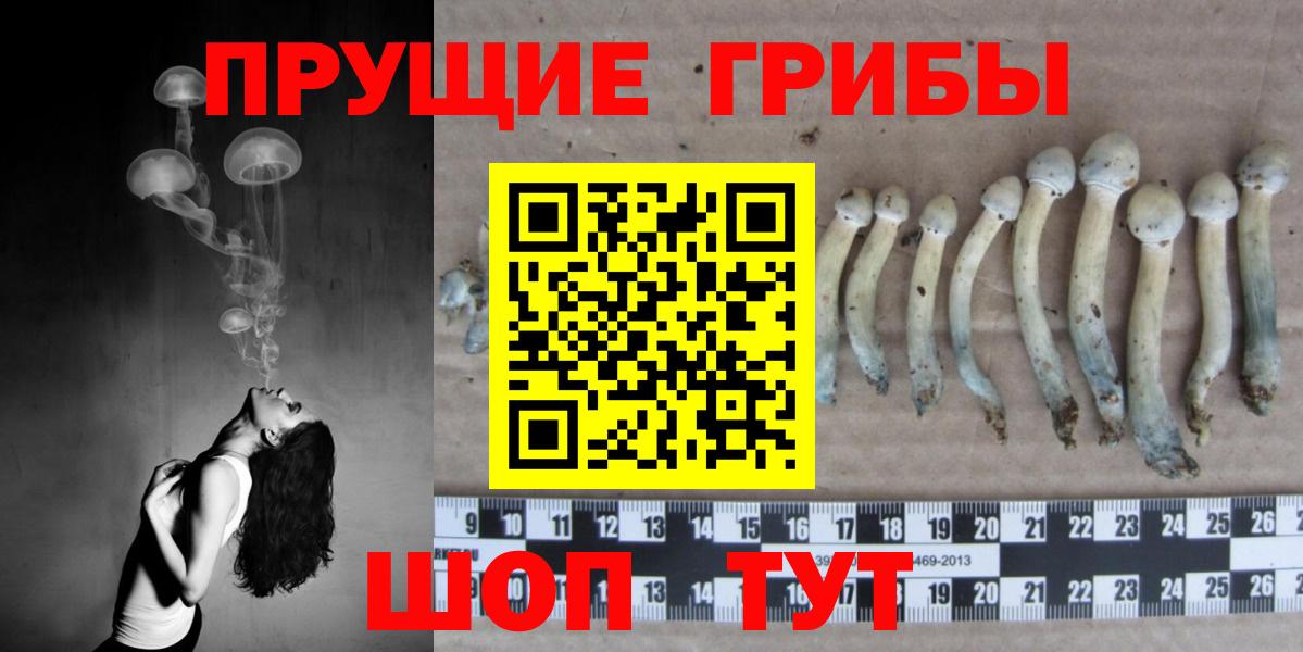 Галлюциногенные грибы Psilocybe Шебекино